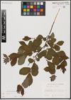 Foto von Salix aurita L.